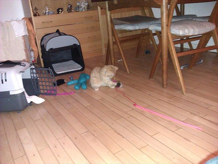 Huskat Gulliver *Sov godt, Skat* - Så skal der fanges mus (: Juni 2011 billede 6