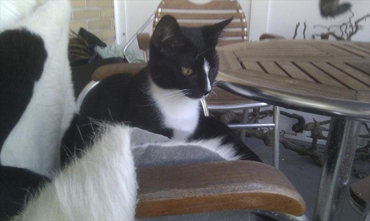 Huskat Figaro aka Figo - ynglingsplads billede 6