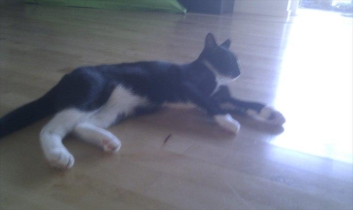 Huskat Figaro aka Figo - En dejlig plads i solen billede 7