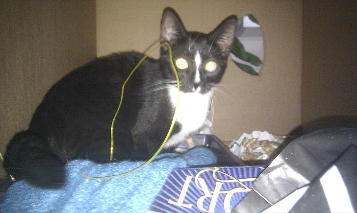 Huskat Figaro aka Figo - Figo der laver løjer i legekassen billede 8