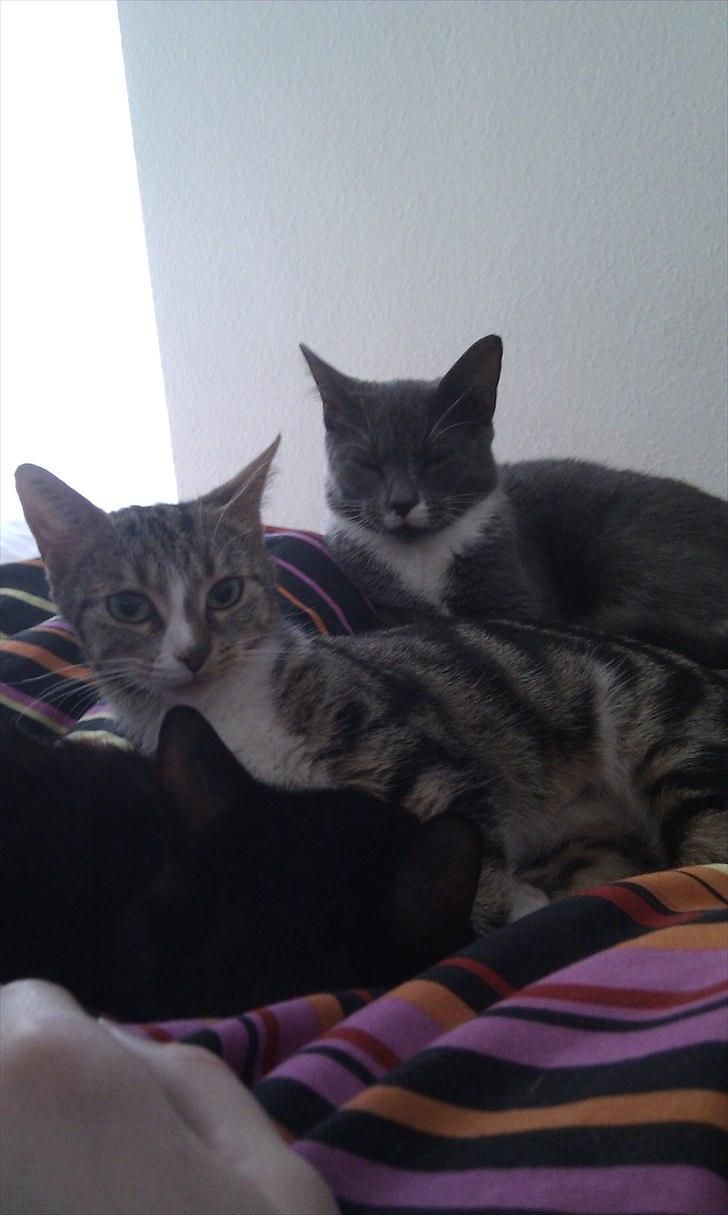 Huskat Titi - Dejlig hygge med hendes drenge :) billede 11