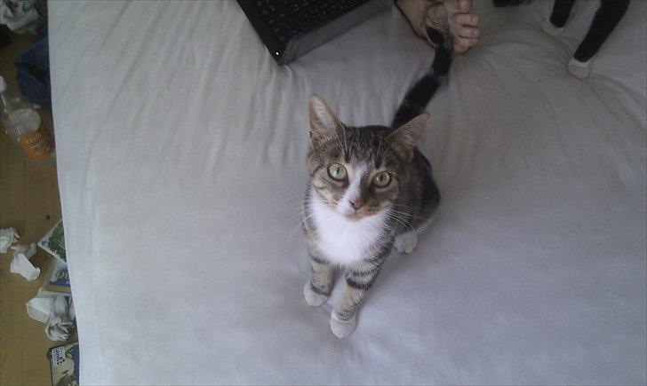 Huskat Titi - "Har du ikke nogen godbid til mig?" billede 1