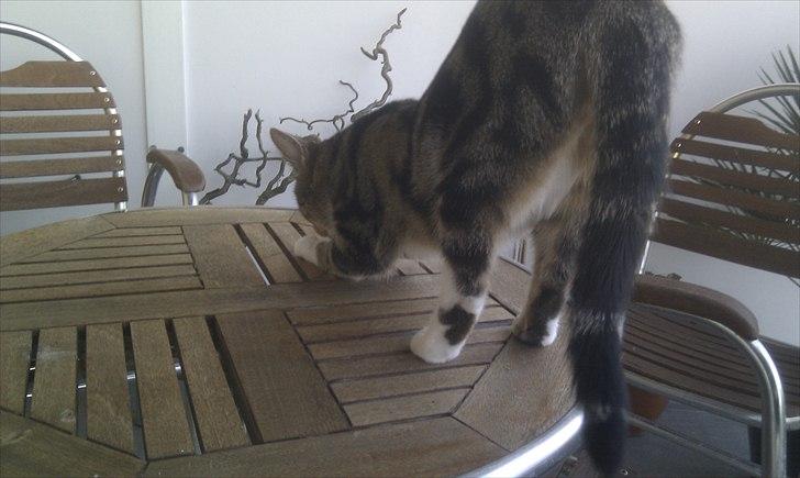 Huskat Titi - "Det her træbord ser alt for fint ud, lad mig hellere lige hjælpe dem med at gøre det lidt rustikt" billede 12