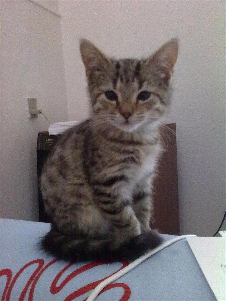 Blanding af racer Paint'Zooy billede 3