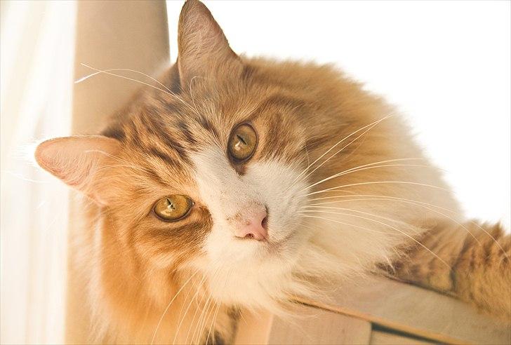 Norsk Skovkat Baltazar billede 1