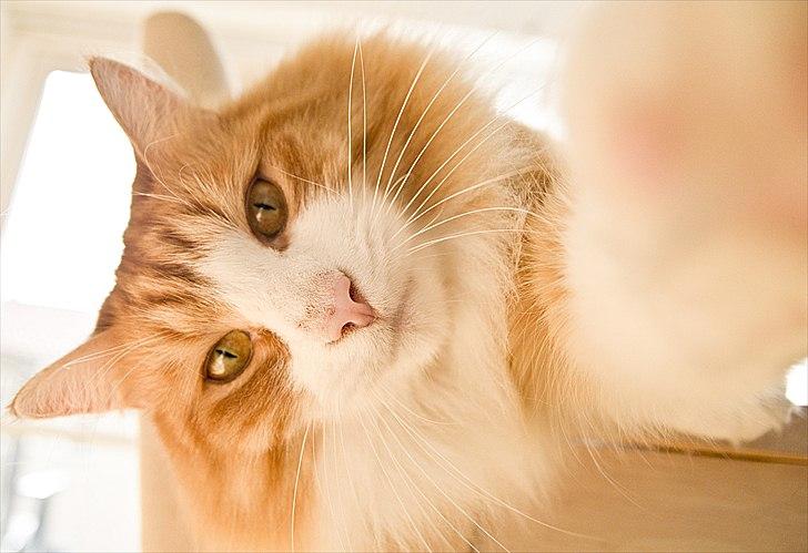 Norsk Skovkat Baltazar billede 2