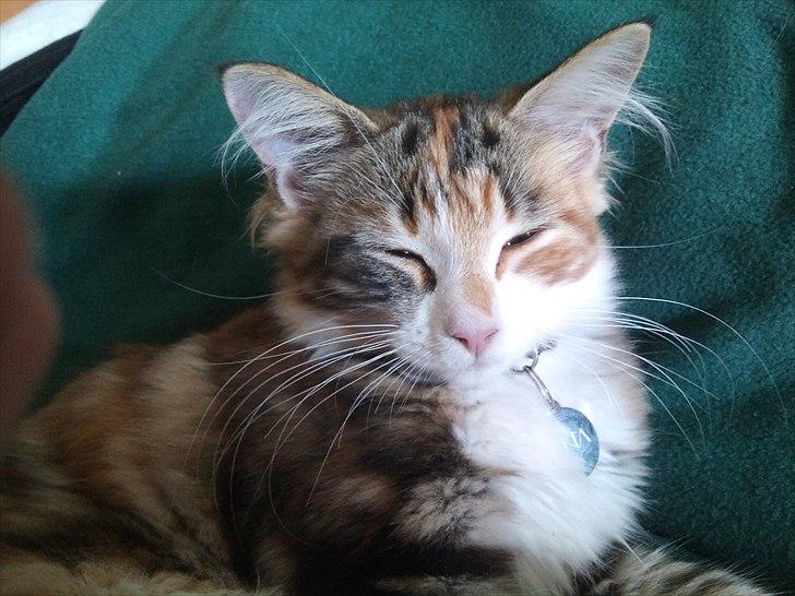 Maine Coon R.I.P Sjina billede 3