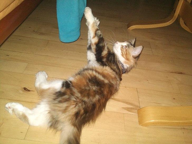 Maine Coon R.I.P Sjina billede 4