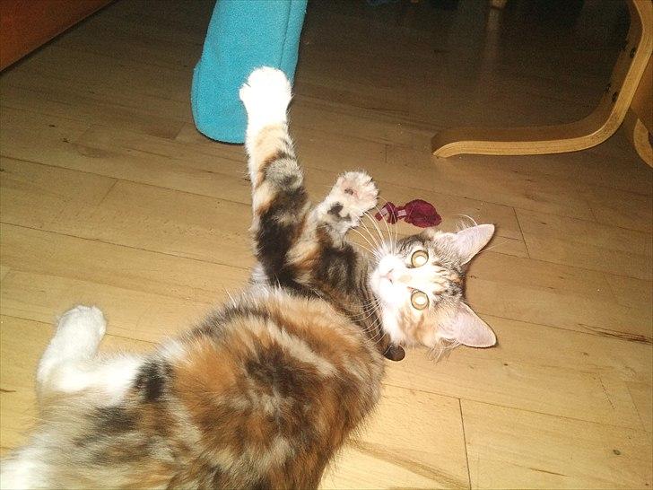 Maine Coon R.I.P Sjina billede 5