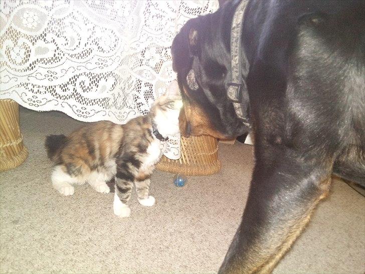 Maine Coon R.I.P Sjina - Sjina oga min Rottweiller Sigga :) billede 6