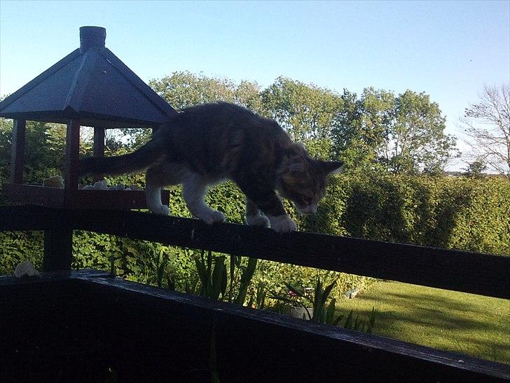 Maine Coon R.I.P Sjina billede 7