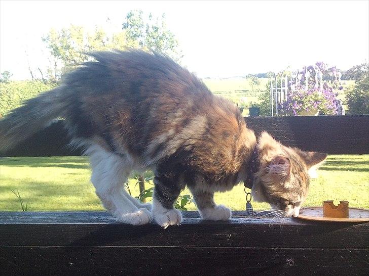 Maine Coon R.I.P Sjina billede 8