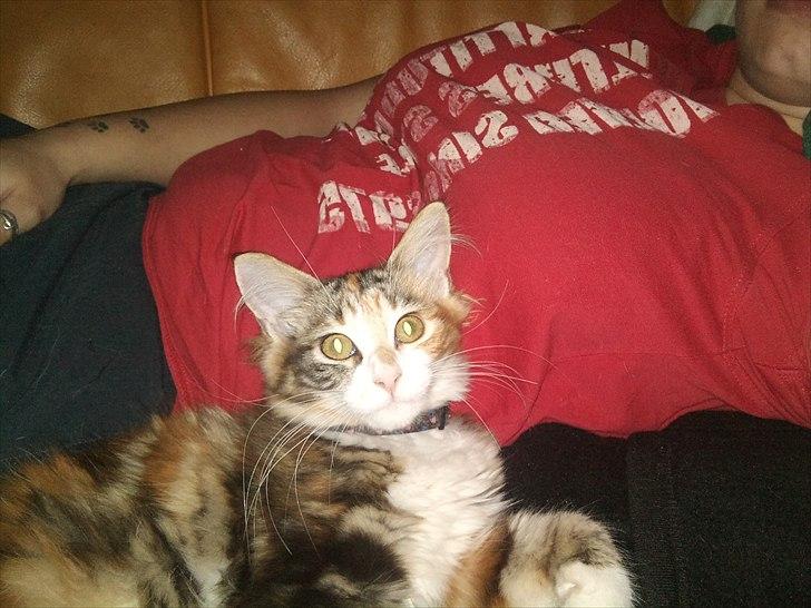 Maine Coon R.I.P Sjina billede 9