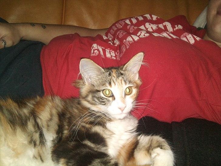 Maine Coon R.I.P Sjina billede 10