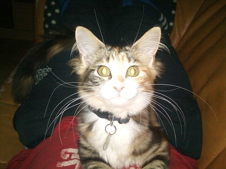 Maine Coon R.I.P Sjina billede 11