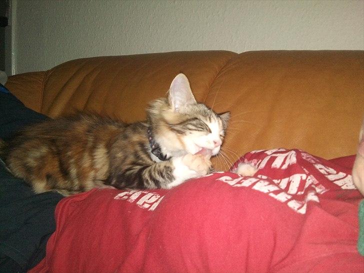 Maine Coon R.I.P Sjina billede 12