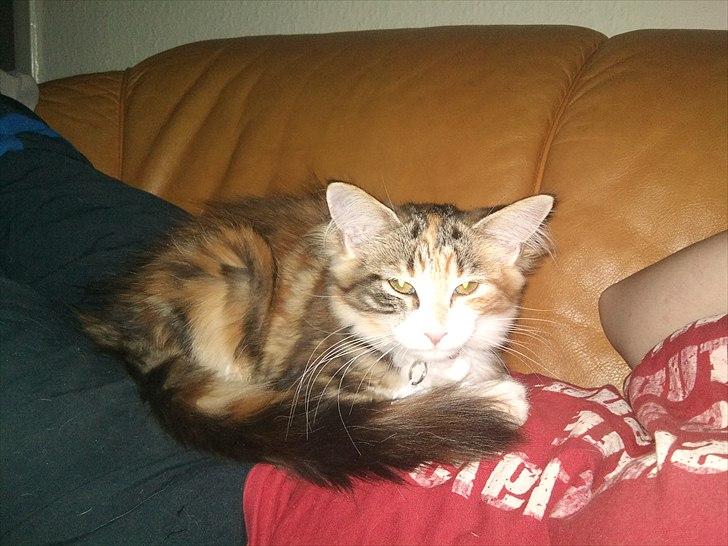 Maine Coon R.I.P Sjina billede 13