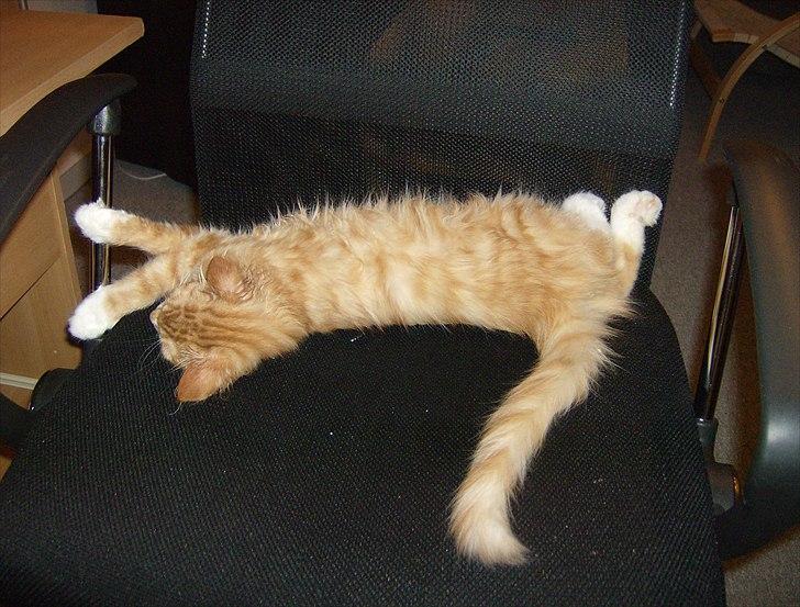 Norsk Skovkat Garfield billede 4