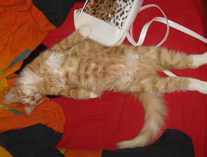 Norsk Skovkat Garfield billede 5