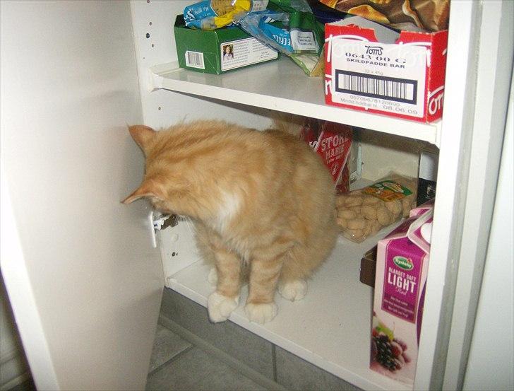 Norsk Skovkat Garfield billede 6