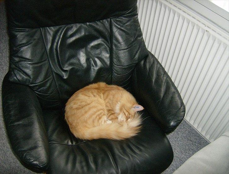 Norsk Skovkat Garfield billede 7