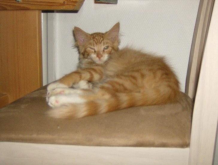 Norsk Skovkat Garfield billede 8