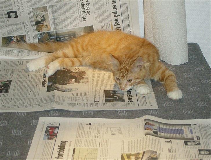 Norsk Skovkat Garfield billede 9