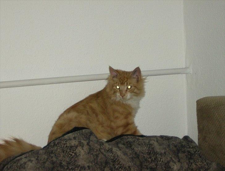 Norsk Skovkat Garfield billede 10