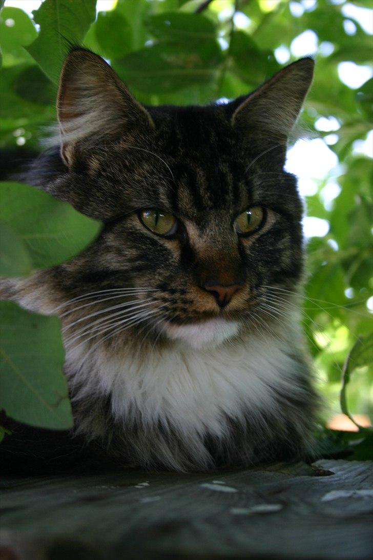 Maine Coon Hannibal Valentin billede 1
