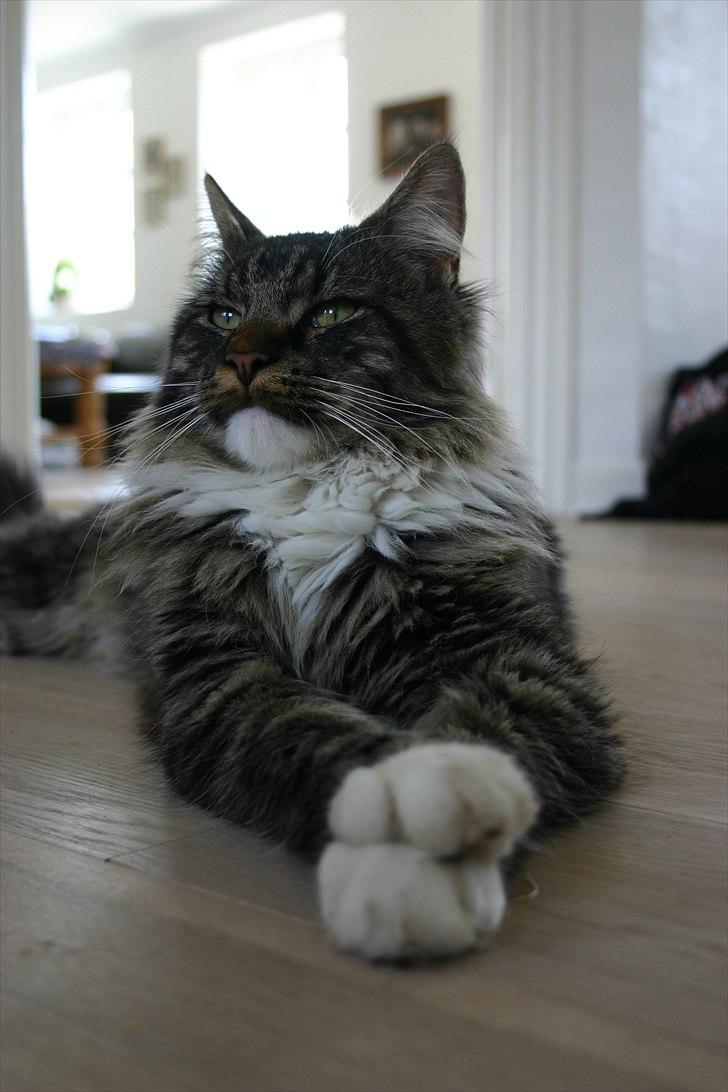 Maine Coon Hannibal Valentin billede 2