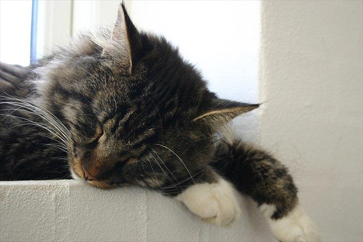 Maine Coon Hannibal Valentin billede 3