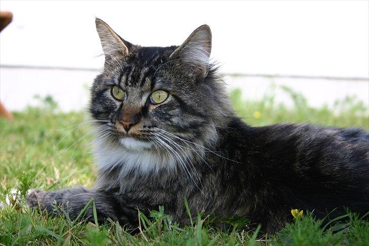 Maine Coon Hannibal Valentin billede 4