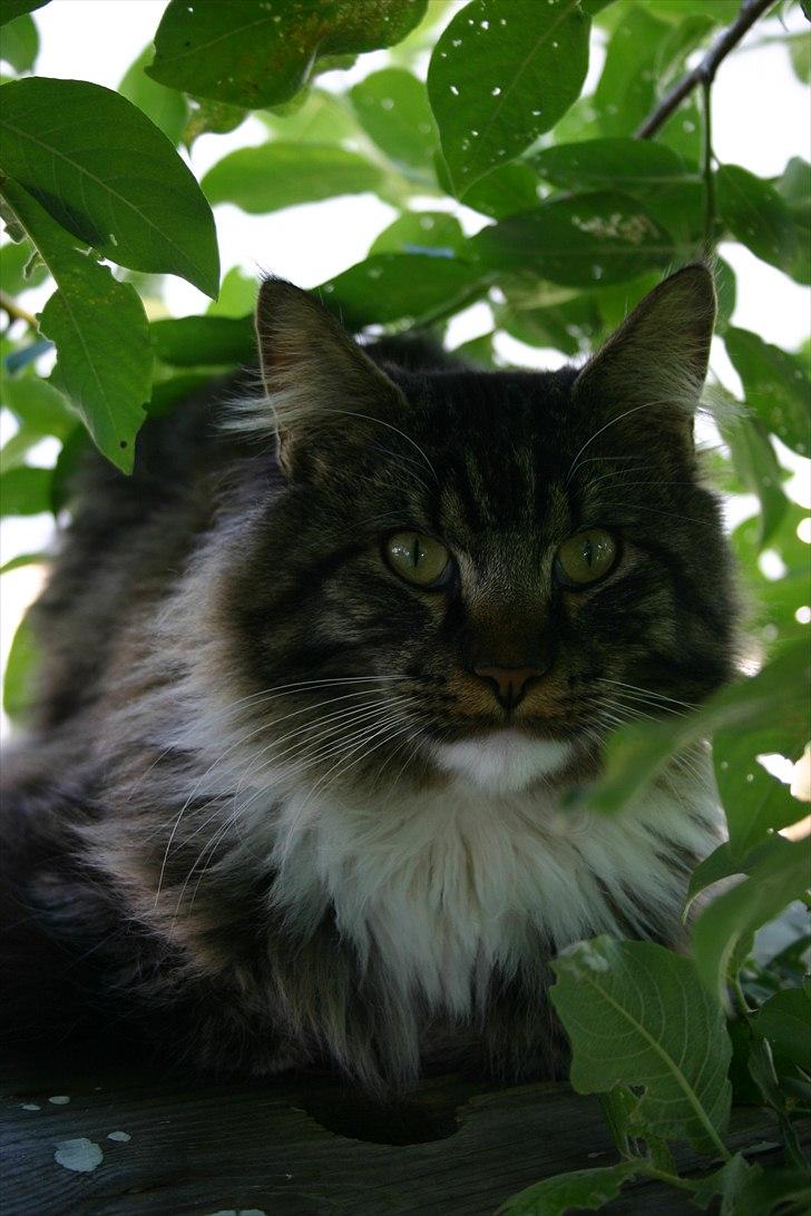 Maine Coon Hannibal Valentin billede 5