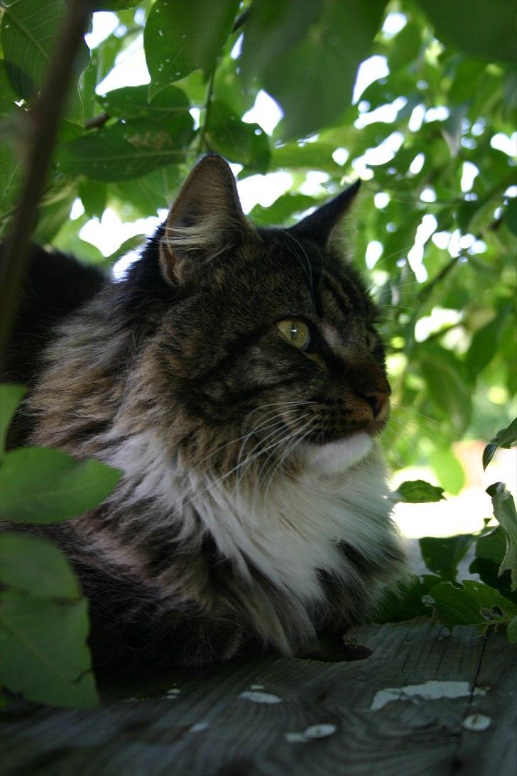 Maine Coon Hannibal Valentin billede 6