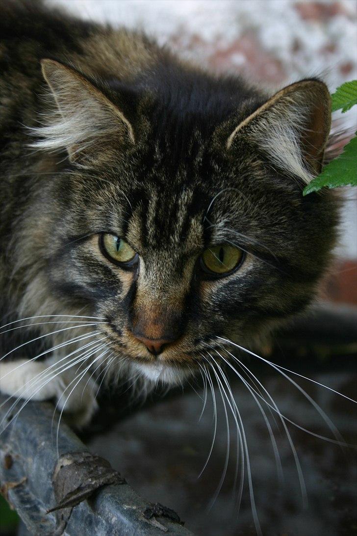 Maine Coon Hannibal Valentin billede 7