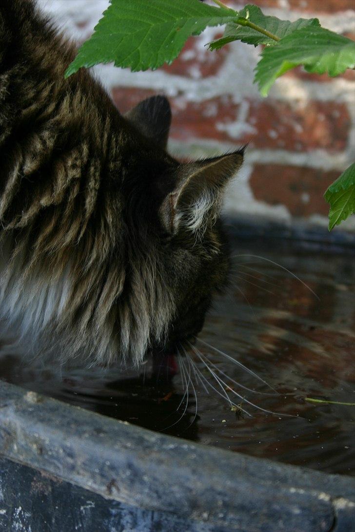 Maine Coon Hannibal Valentin billede 8