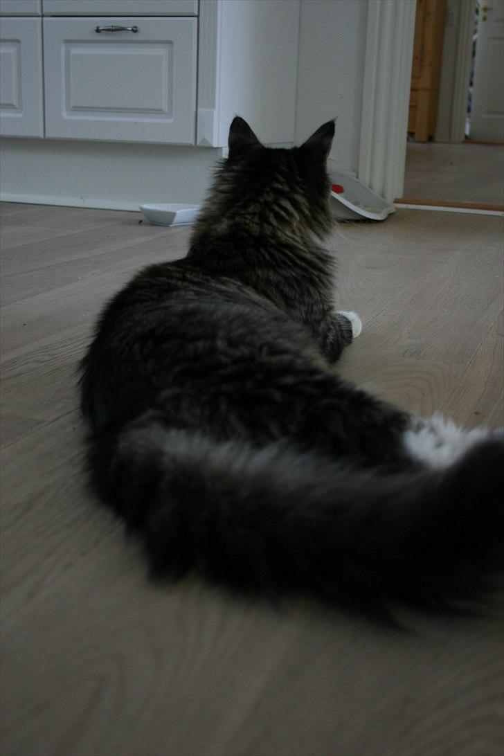 Maine Coon Hannibal Valentin billede 9