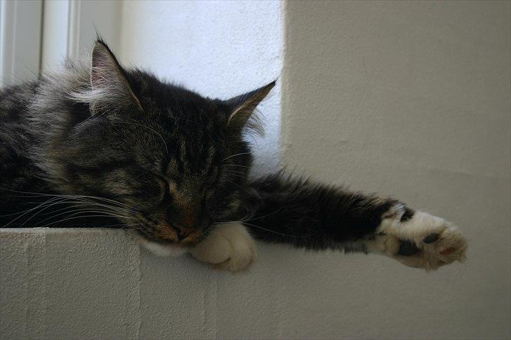 Maine Coon Hannibal Valentin billede 10