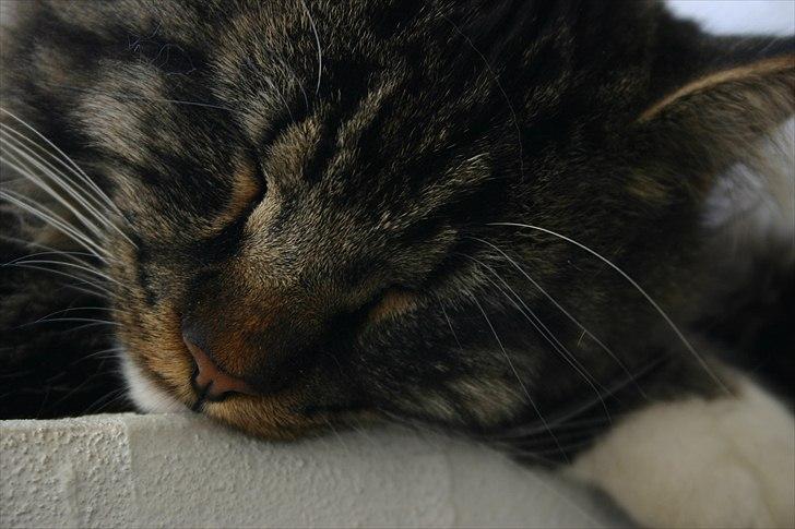 Maine Coon Hannibal Valentin billede 11