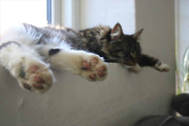 Maine Coon Hannibal Valentin billede 12