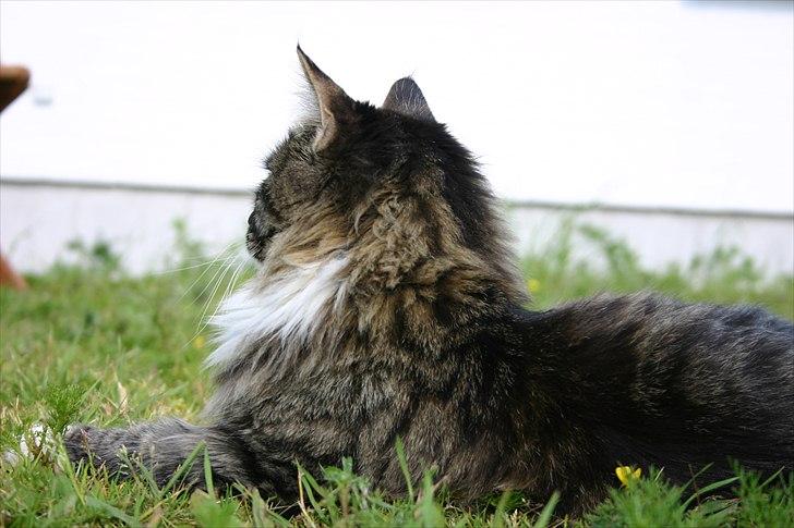 Maine Coon Hannibal Valentin billede 13