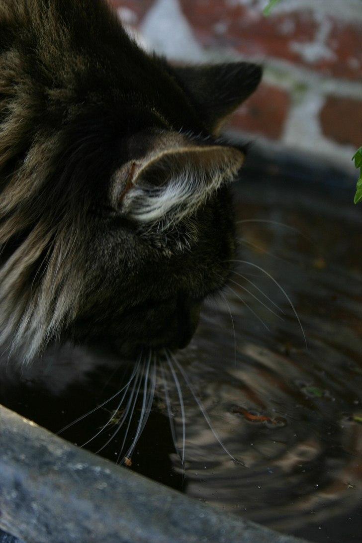 Maine Coon Hannibal Valentin billede 14