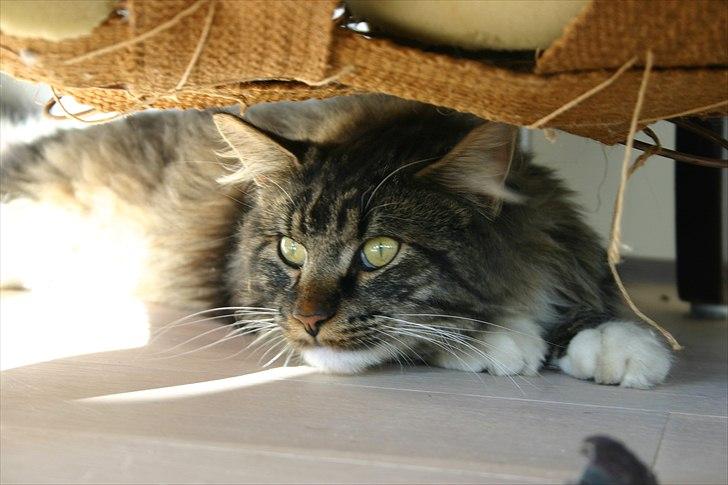 Maine Coon Hannibal Valentin billede 15