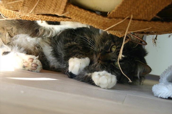 Maine Coon Hannibal Valentin billede 16