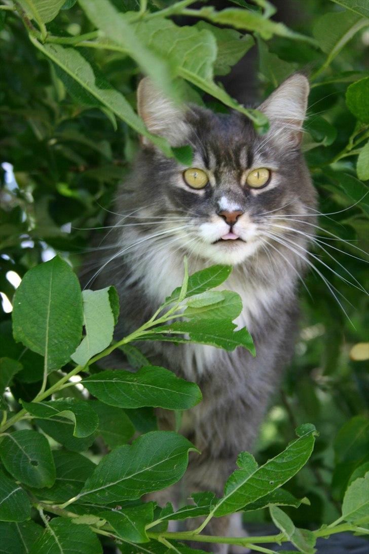 Maine Coon Arnold billede 1