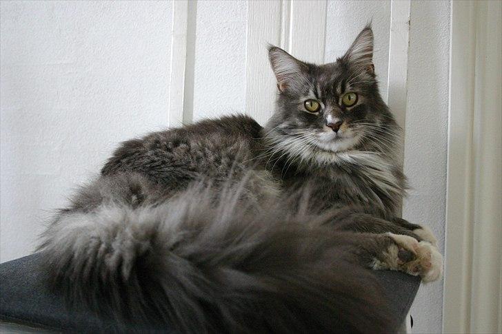 Maine Coon Arnold billede 2