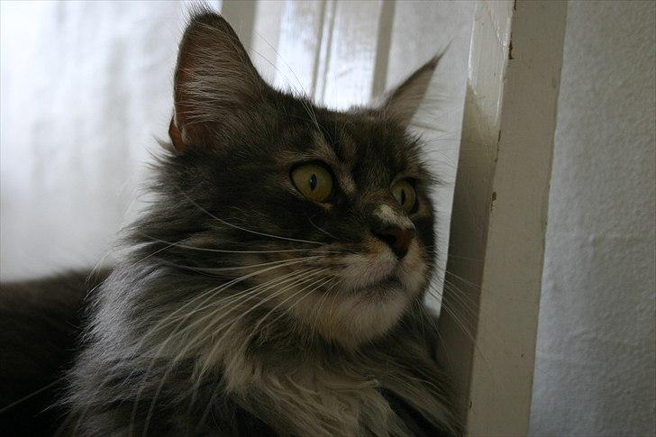 Maine Coon Arnold billede 3