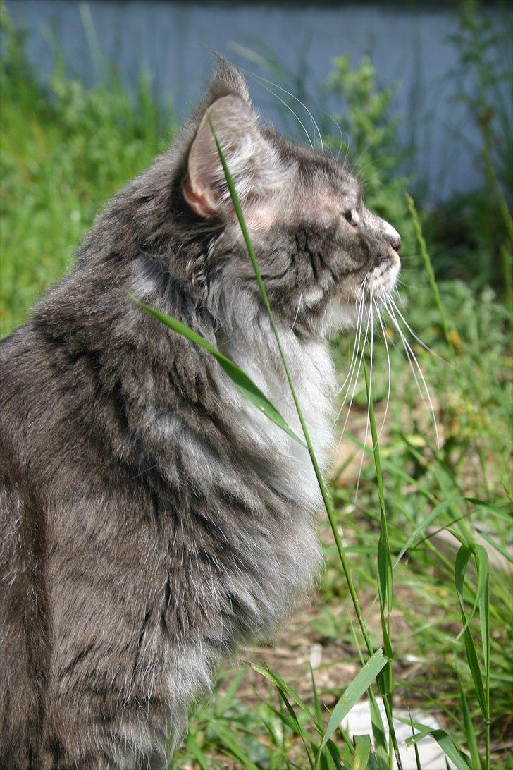Maine Coon Arnold billede 4