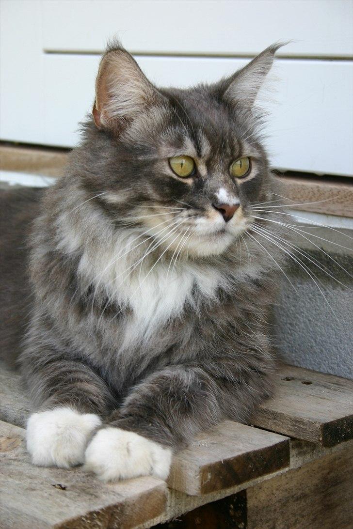 Maine Coon Arnold billede 5