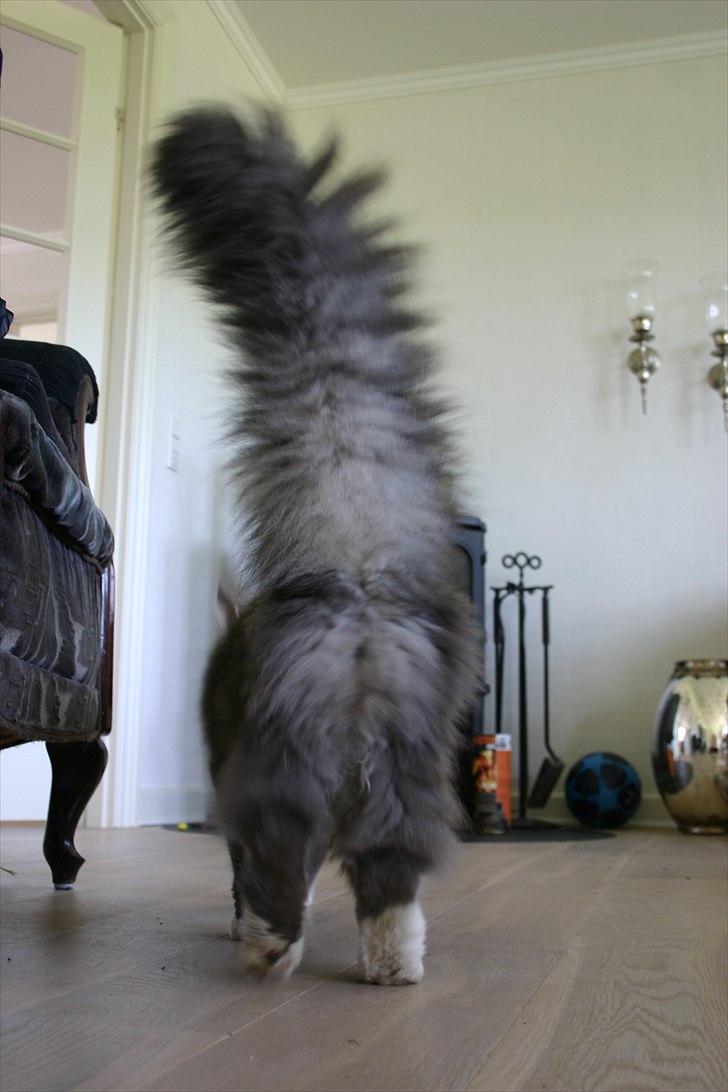 Maine Coon Arnold billede 6